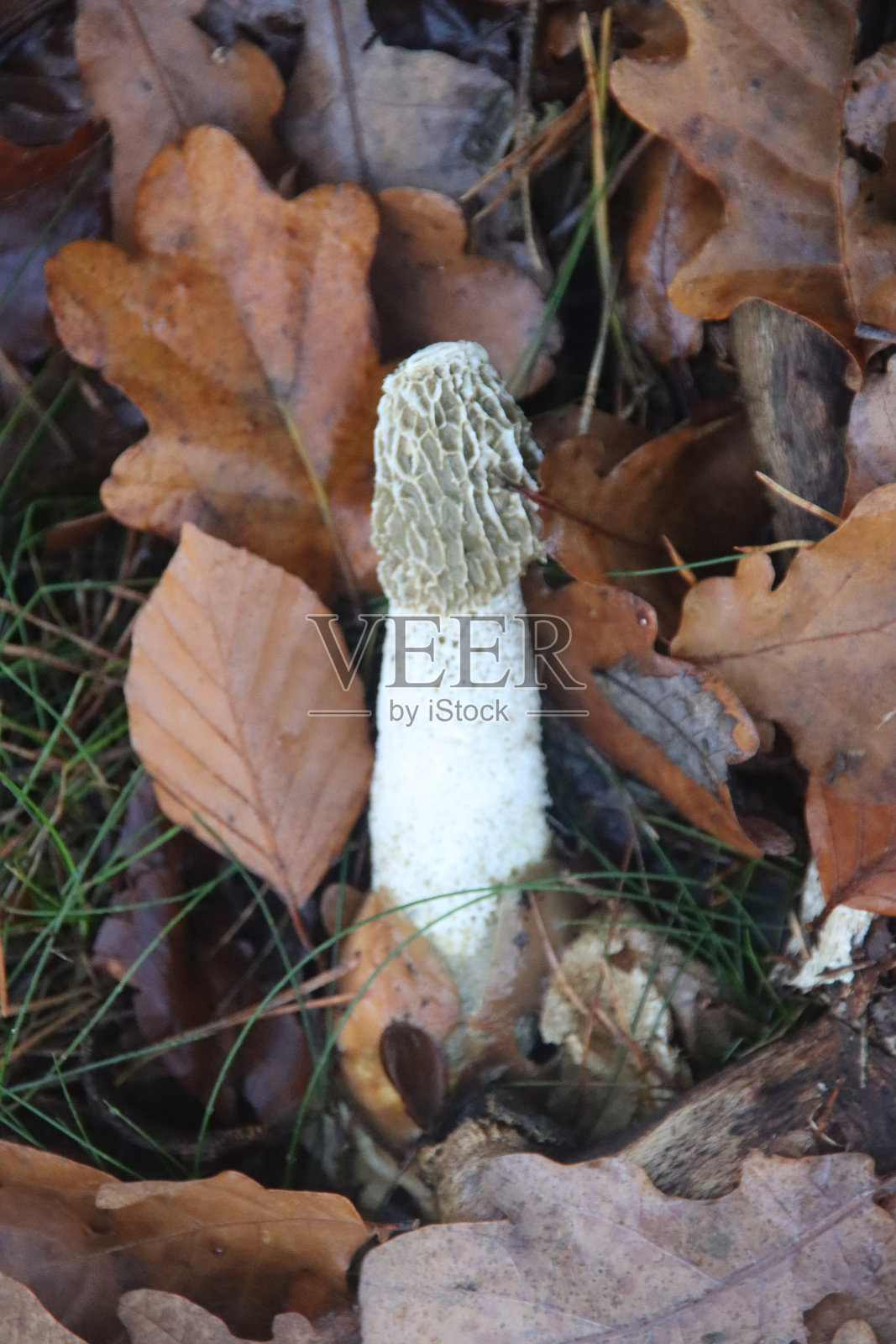 impudicus阳具，俗称臭角照片摄影图片