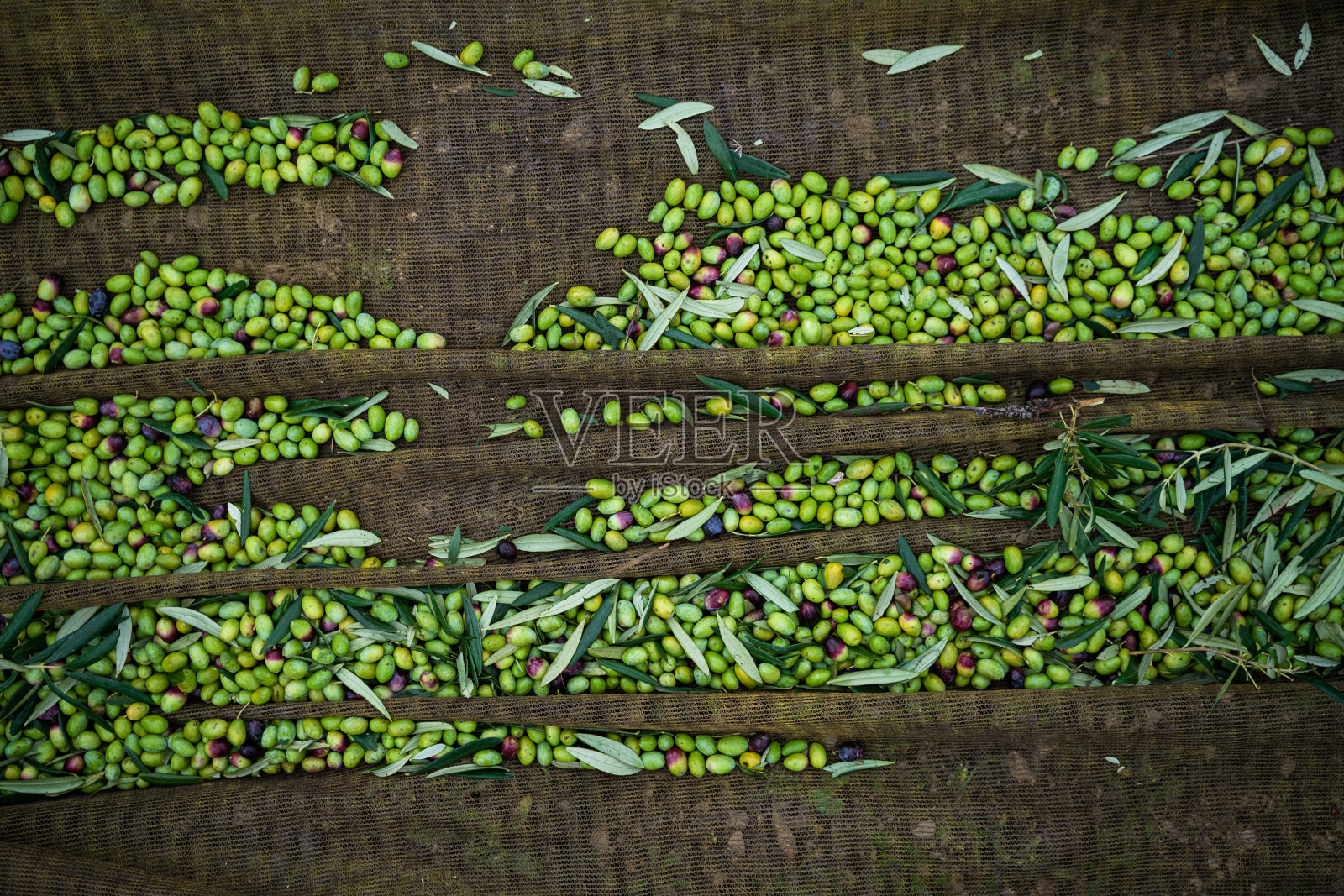 收获橄榄照片摄影图片