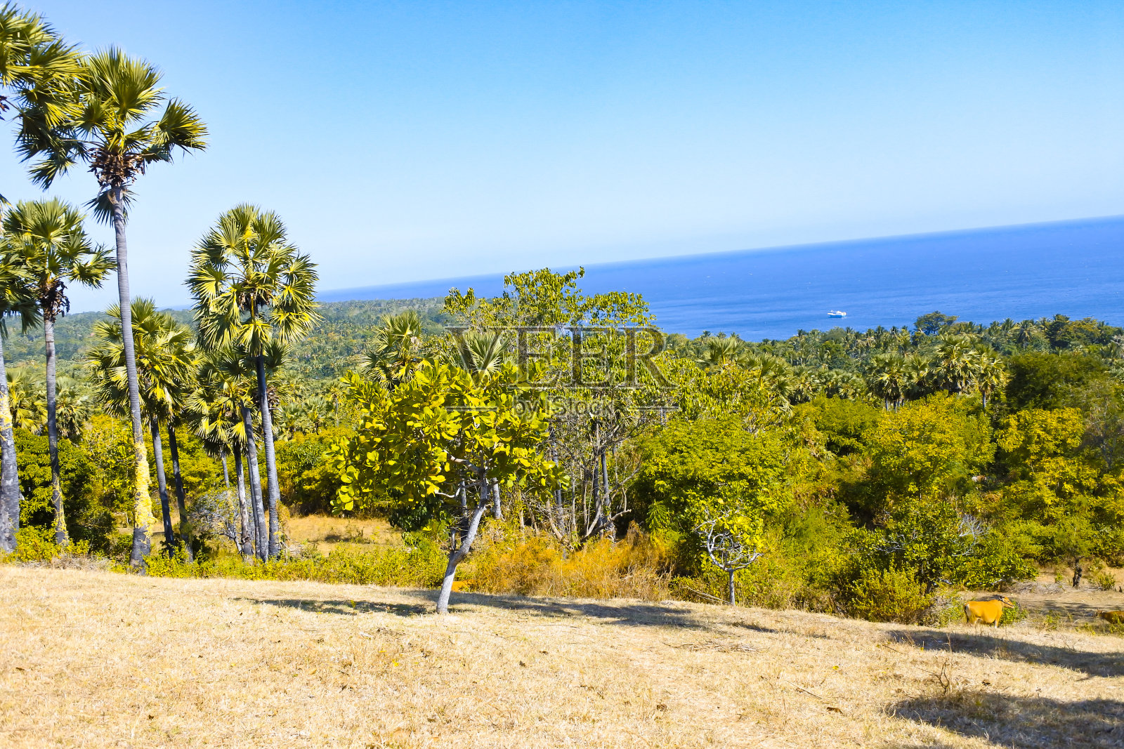 从热带草原山顶眺望大海照片摄影图片