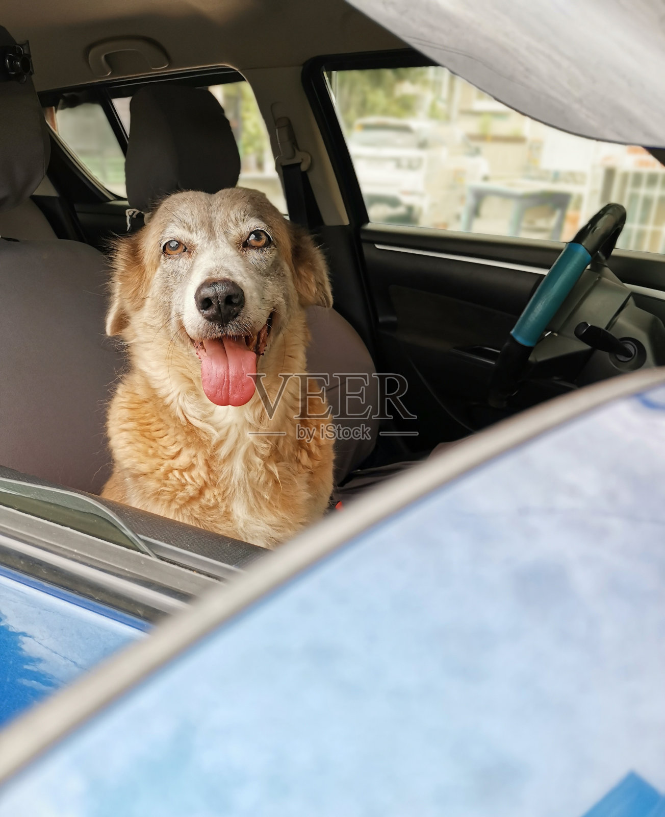 一只可爱的狗在车的前座等待主人，车窗摇下来通风。照片摄影图片