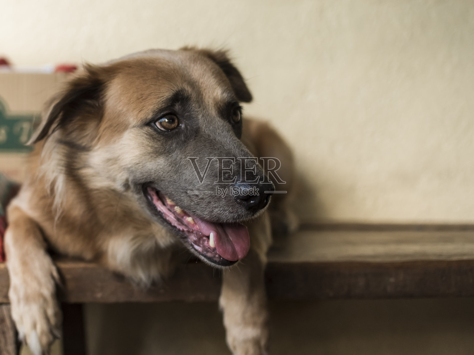 一只可爱的棕色狗躺在长凳上，爪子垂下来，看着右边的主人。照片摄影图片