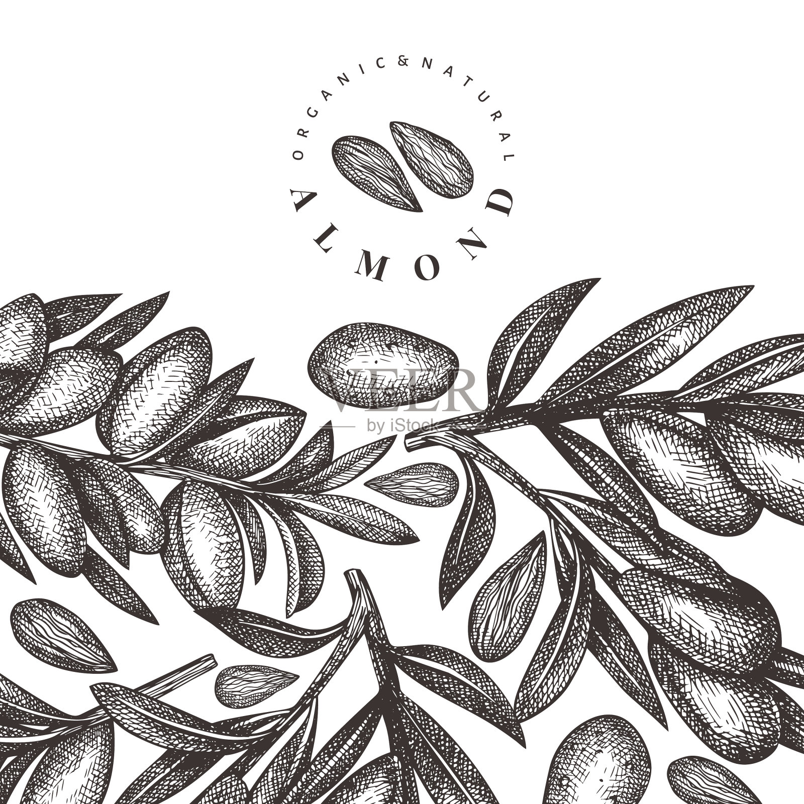 手绘草图杏仁设计模板有机插画图片素材