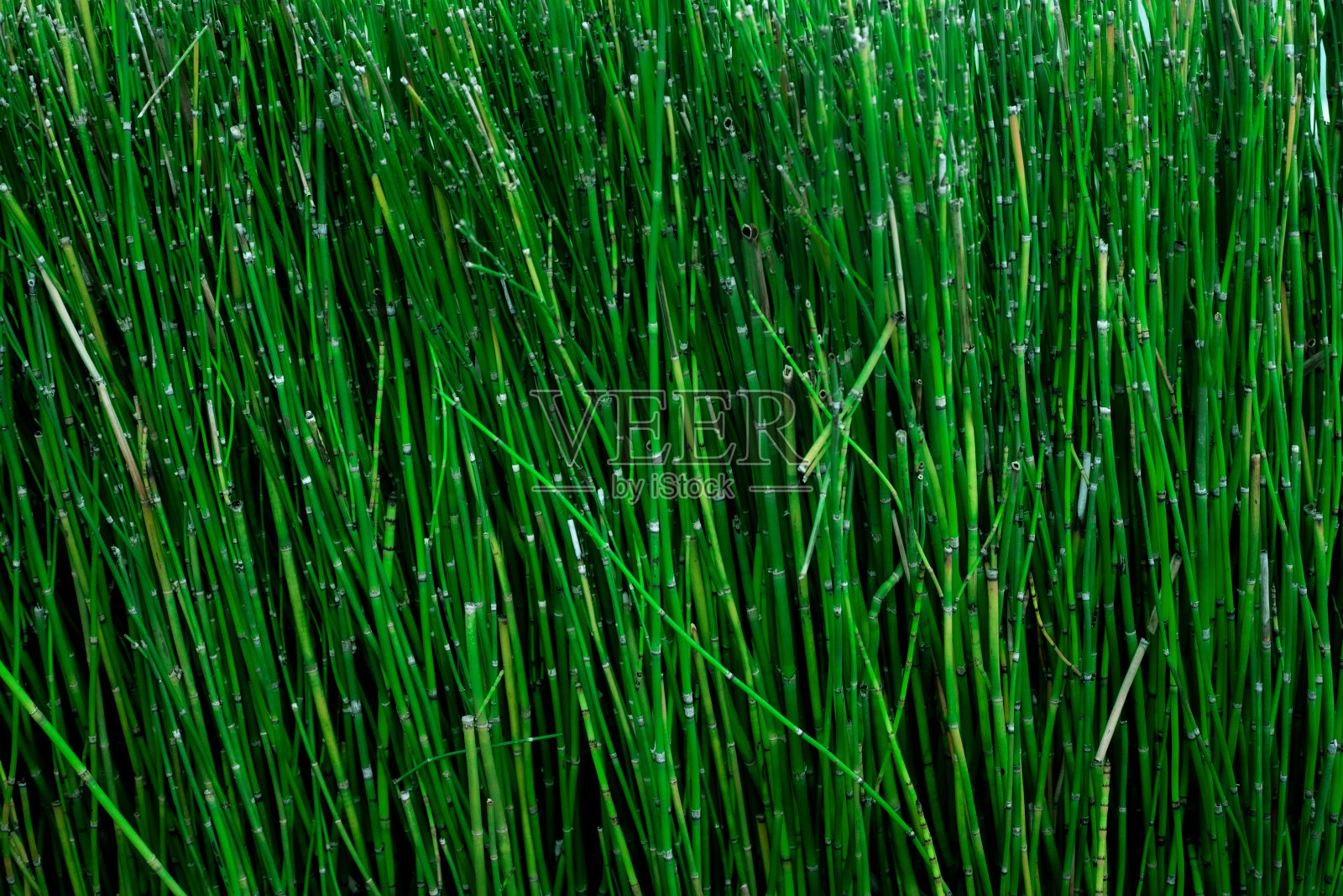 热带树叶背景的特写自然视图照片摄影图片