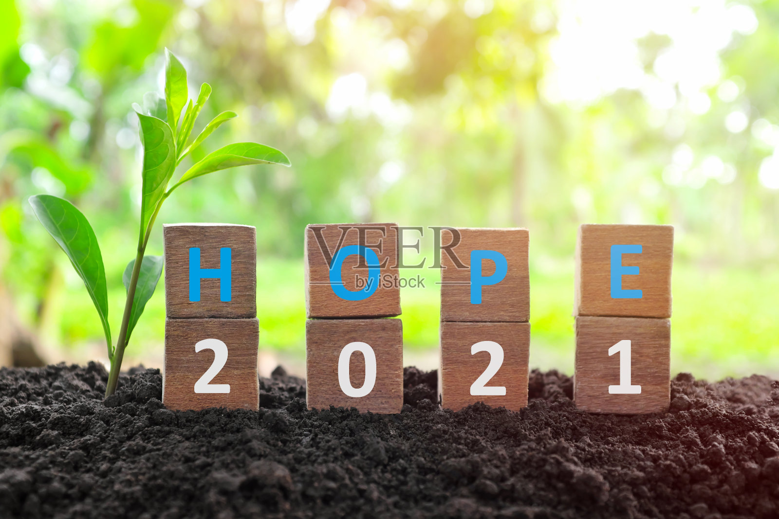 2021年是一个充满希望的概念，以自然为背景，种植植物。光明未来概念2021照片摄影图片