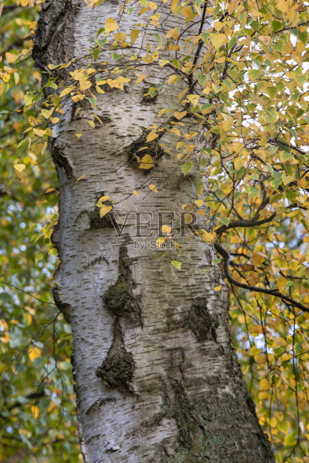令人惊叹的秋天秋天的景观细节图像在多彩的林地在英国农村照片摄影图片