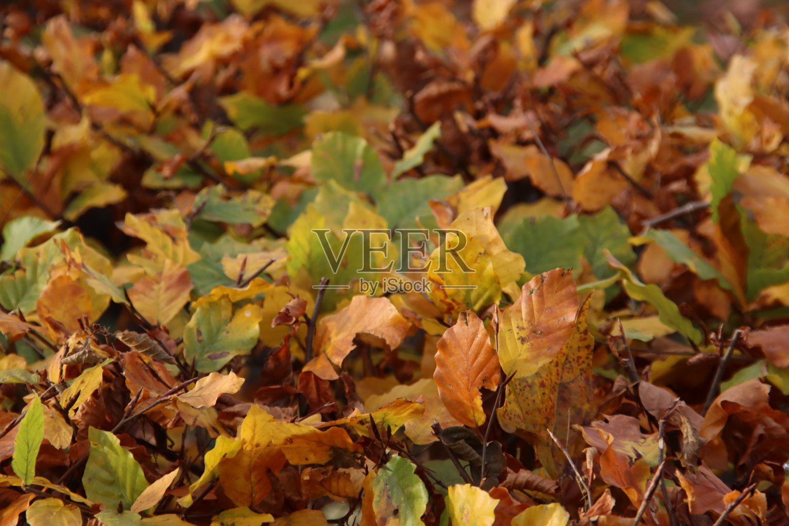 秋天阳光照射下山毛榉树篱上五颜六色的叶子照片摄影图片