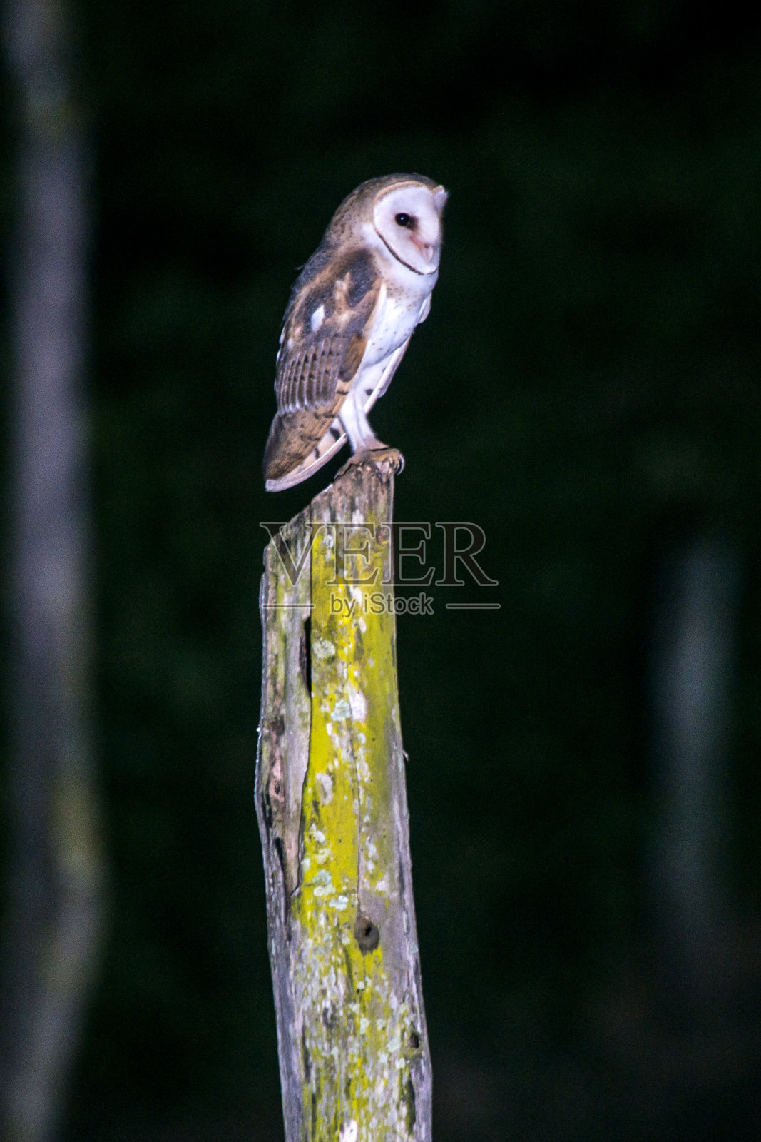 在圣埃斯皮里图的Cachoeiro de Itapemirim县的Burarama地区拍摄的美国谷仓猫头鹰。照片摄影图片
