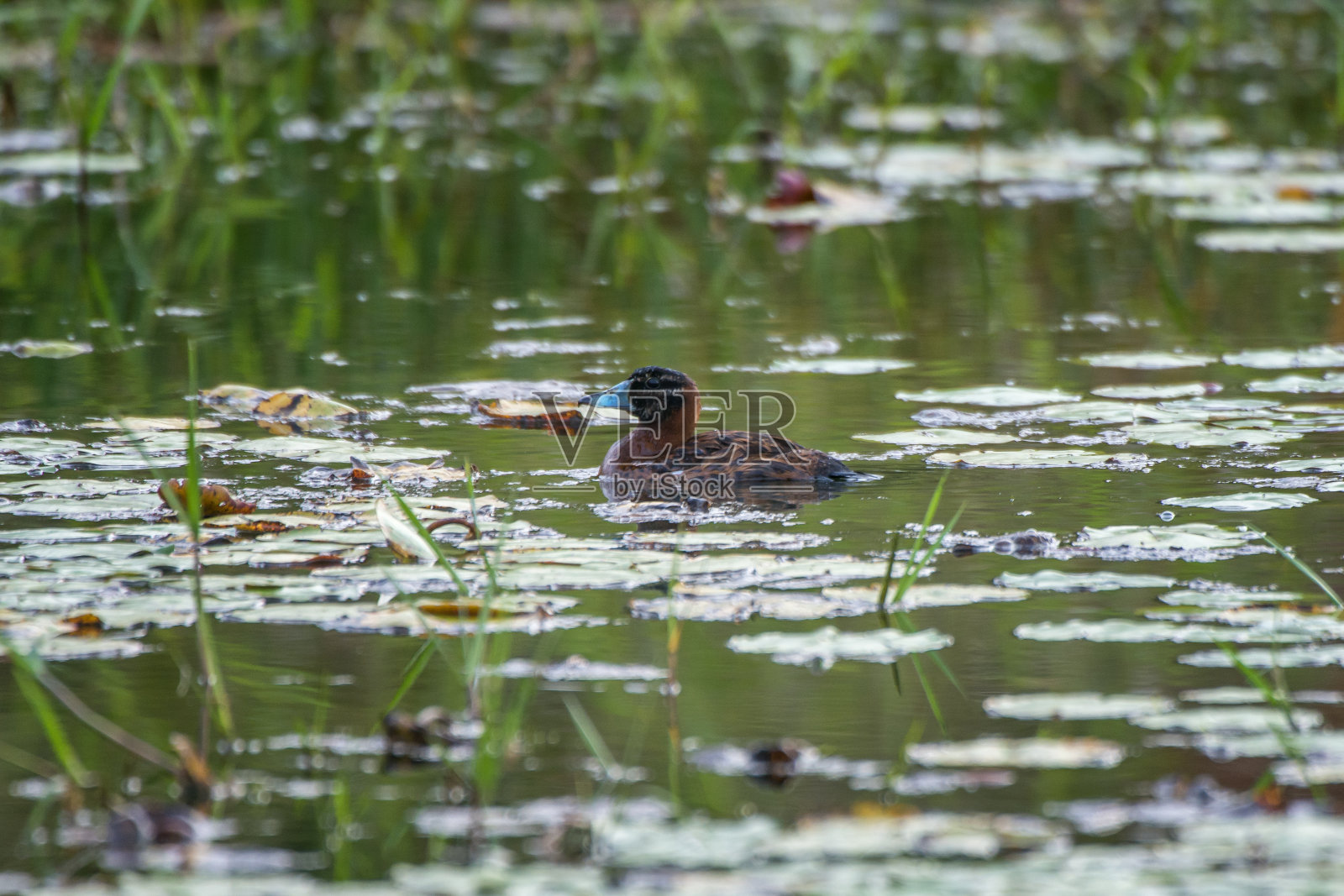 蒙面鸭子在圣埃斯皮里图的Cachoeiro de Itapemirim县的Burarama区拍摄。照片摄影图片