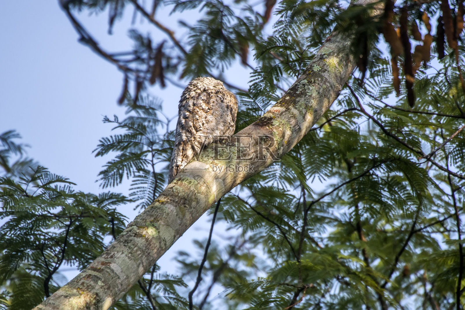 伟大的普图拍摄于圣埃斯皮里托省的卡乔埃罗·德·伊塔佩米尔县的布拉拉马。照片摄影图片