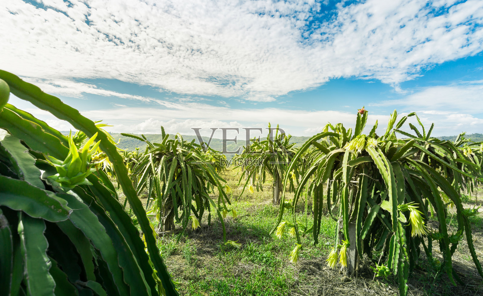 植物上的火龙果，树上的生火龙果，火龙果或火龙果是几种仙人掌的果实。照片摄影图片