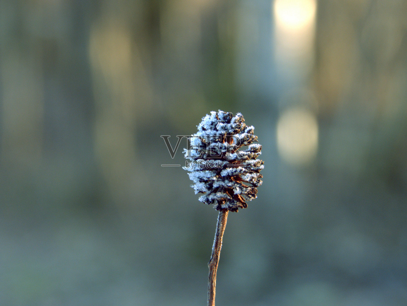 松果被近距离的冰覆盖照片摄影图片