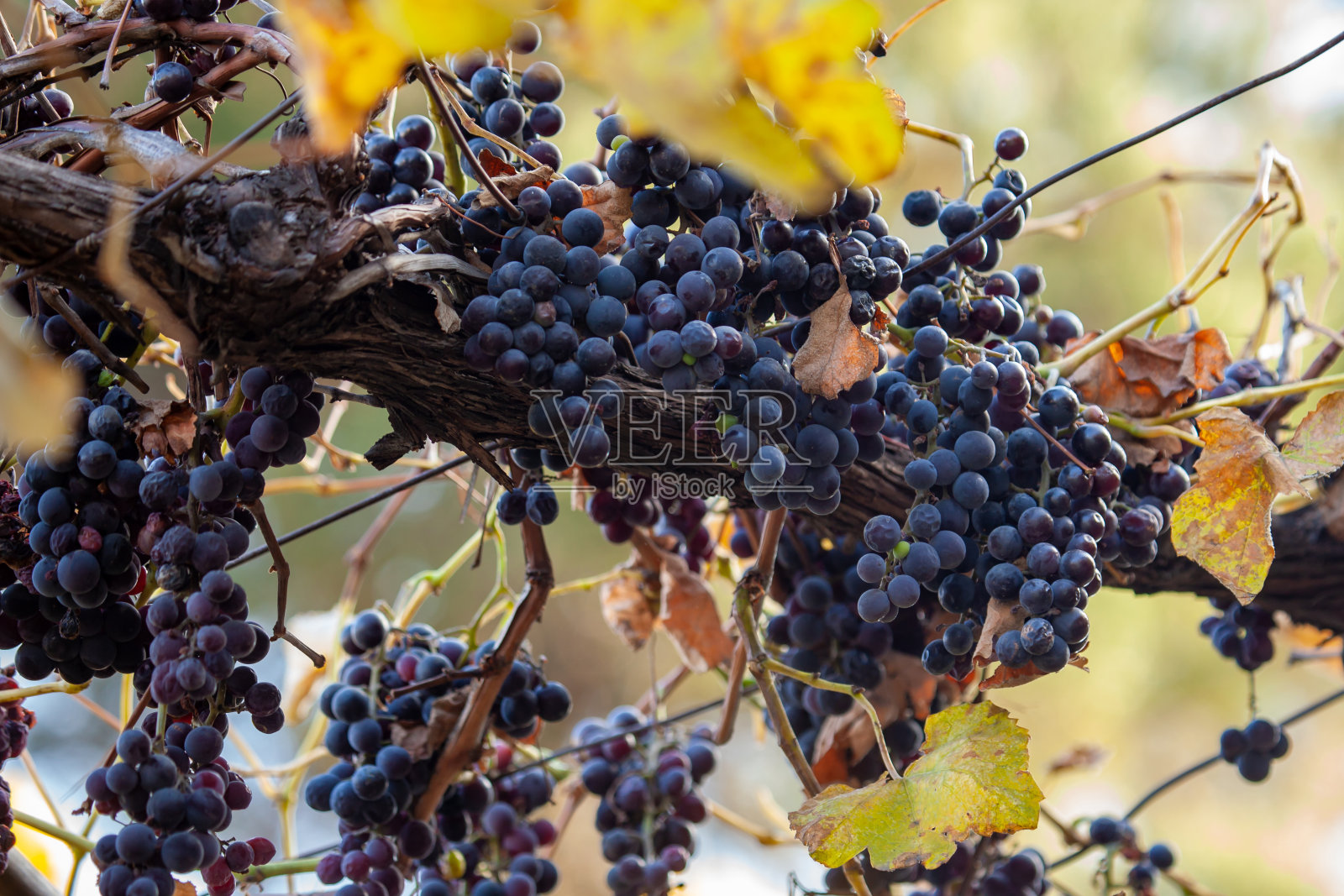 紫红色的葡萄和绿色的叶子在藤上。秋天照片摄影图片