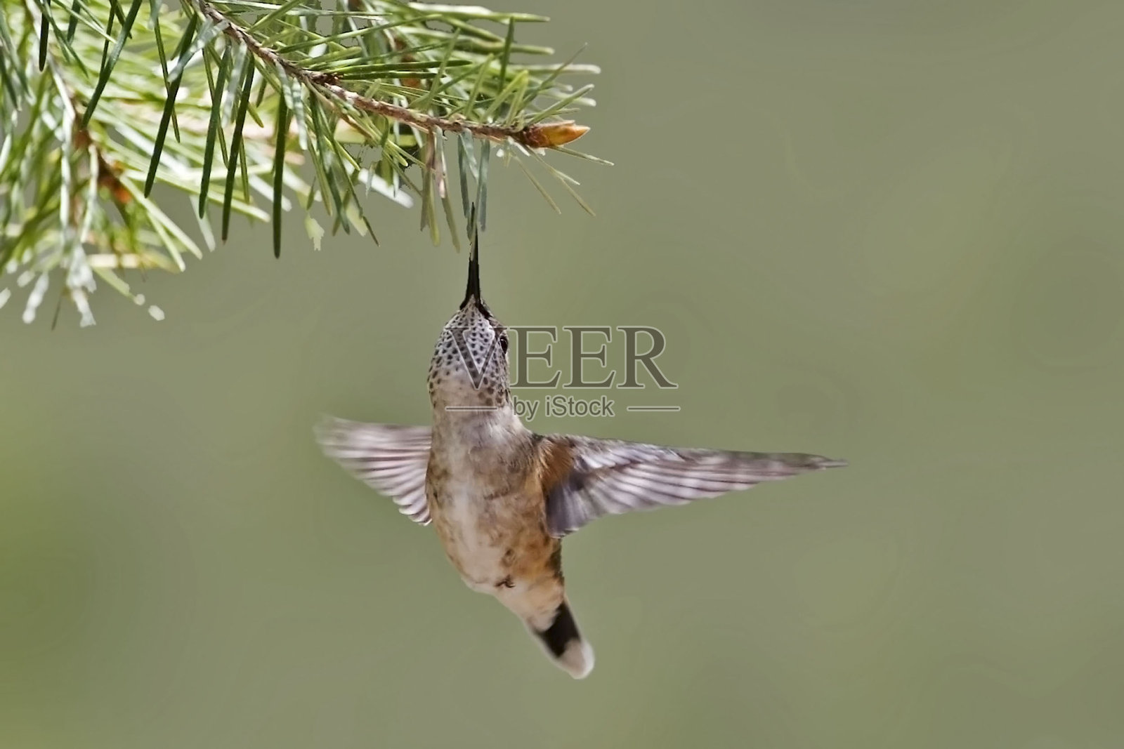 宽尾蜂鸟，细长尾蜂鸟，悬停照片摄影图片