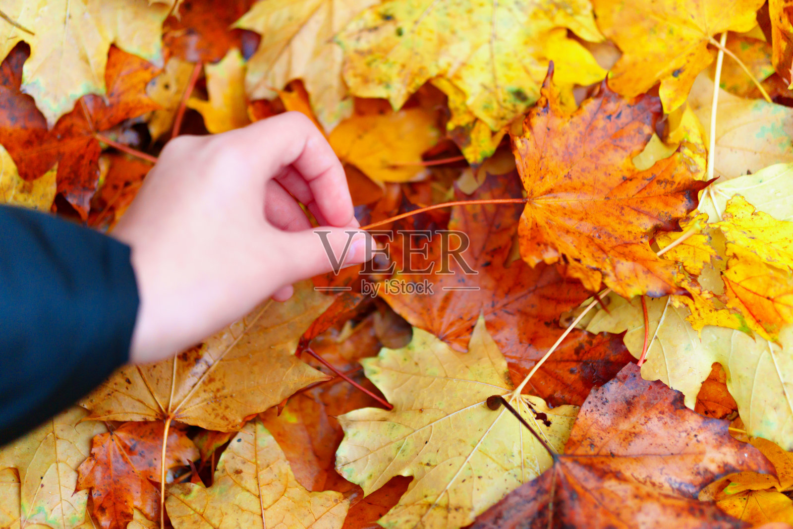 手拿一片秋叶，背景是雨后湿漉漉的黄色枫叶，美丽的大自然，俯视图照片摄影图片