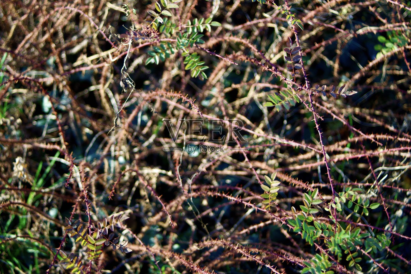 玫瑰花园里的玫瑰果照片摄影图片