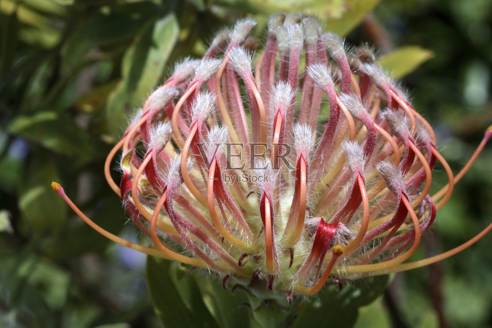 卢科斯珀穆姆照片摄影图片