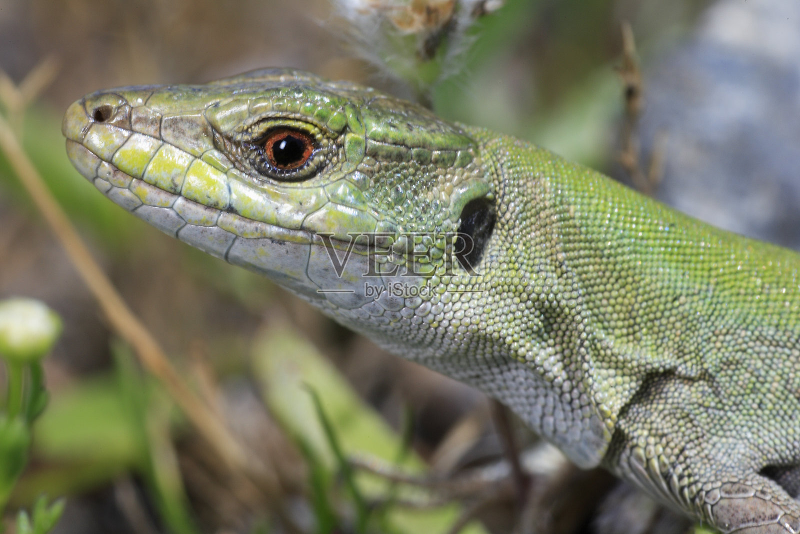 壁虎照片摄影图片