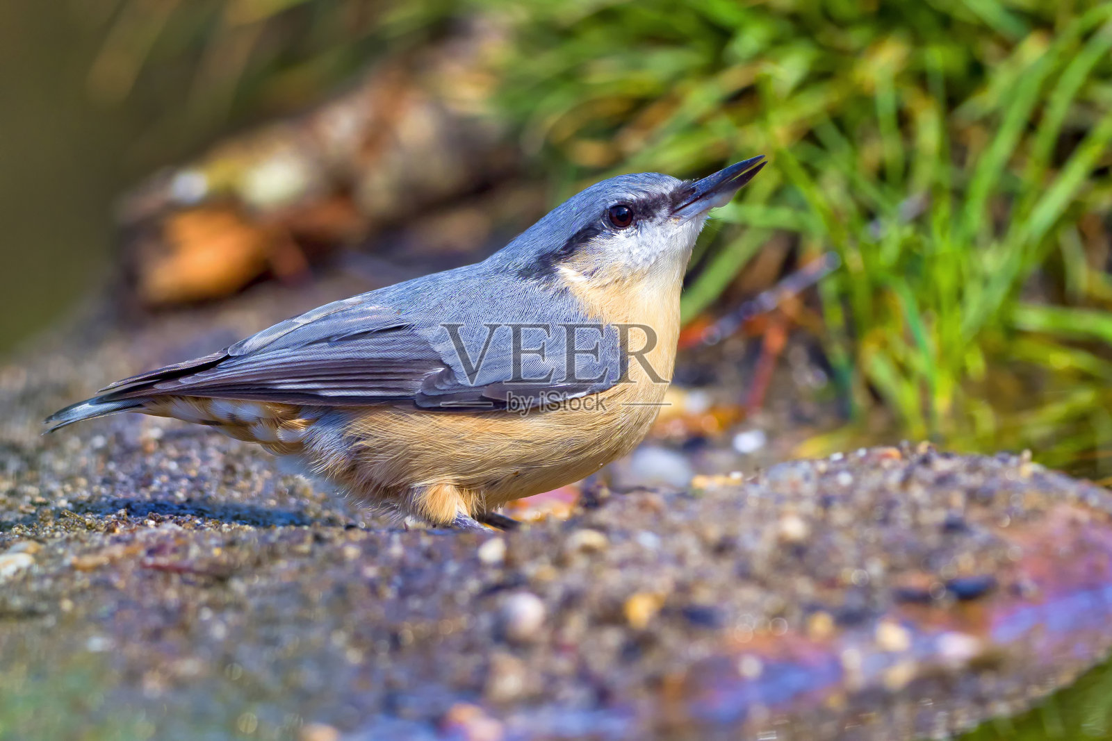 Nuthatch，地中海森林，西班牙照片摄影图片