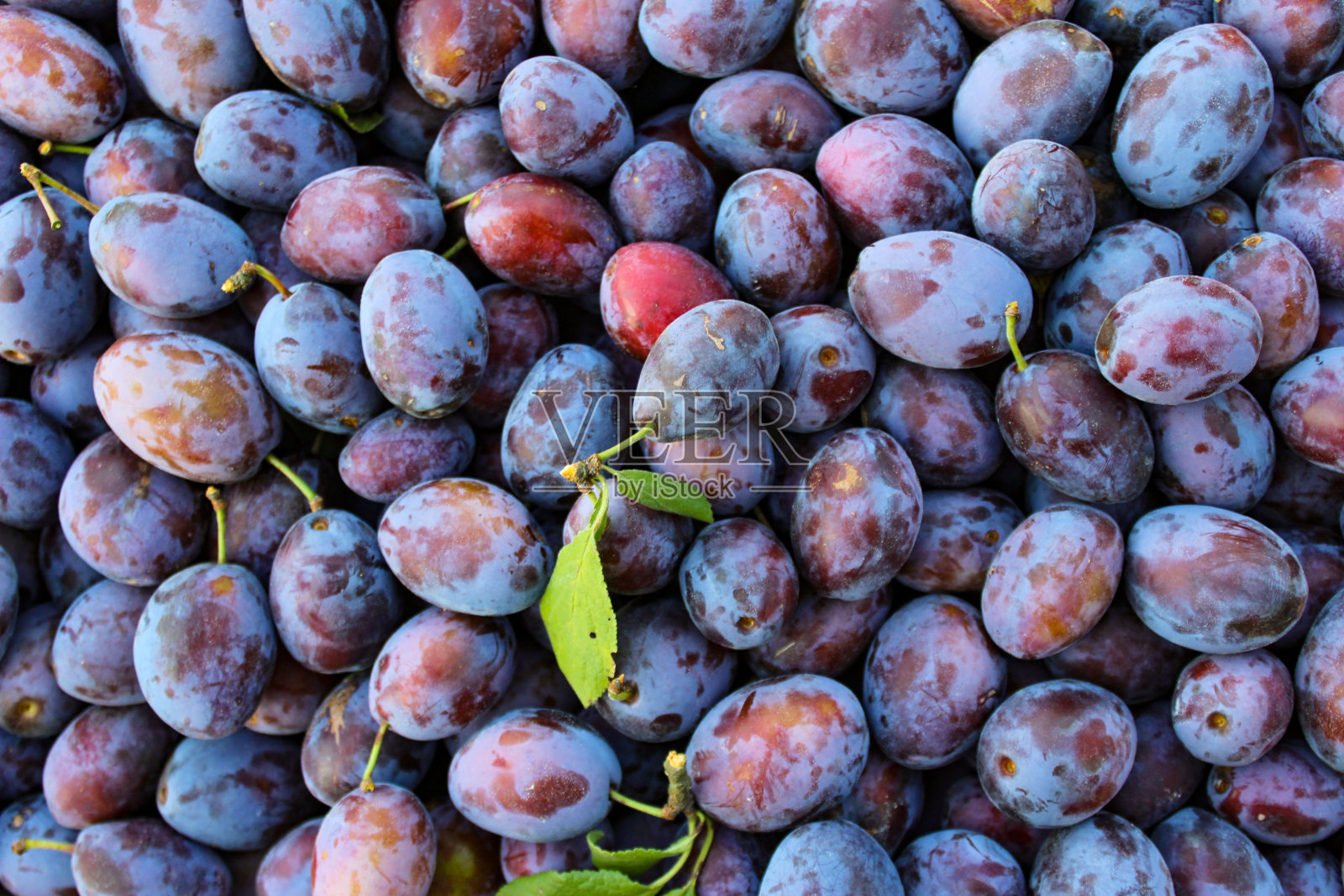 成熟的李子。有几片叶子的李子。新鲜李子的特写，俯视图。微距照片食物水果李子。鲜蓝李子的纹理背景。水果产品形象。法国西梅。照片摄影图片