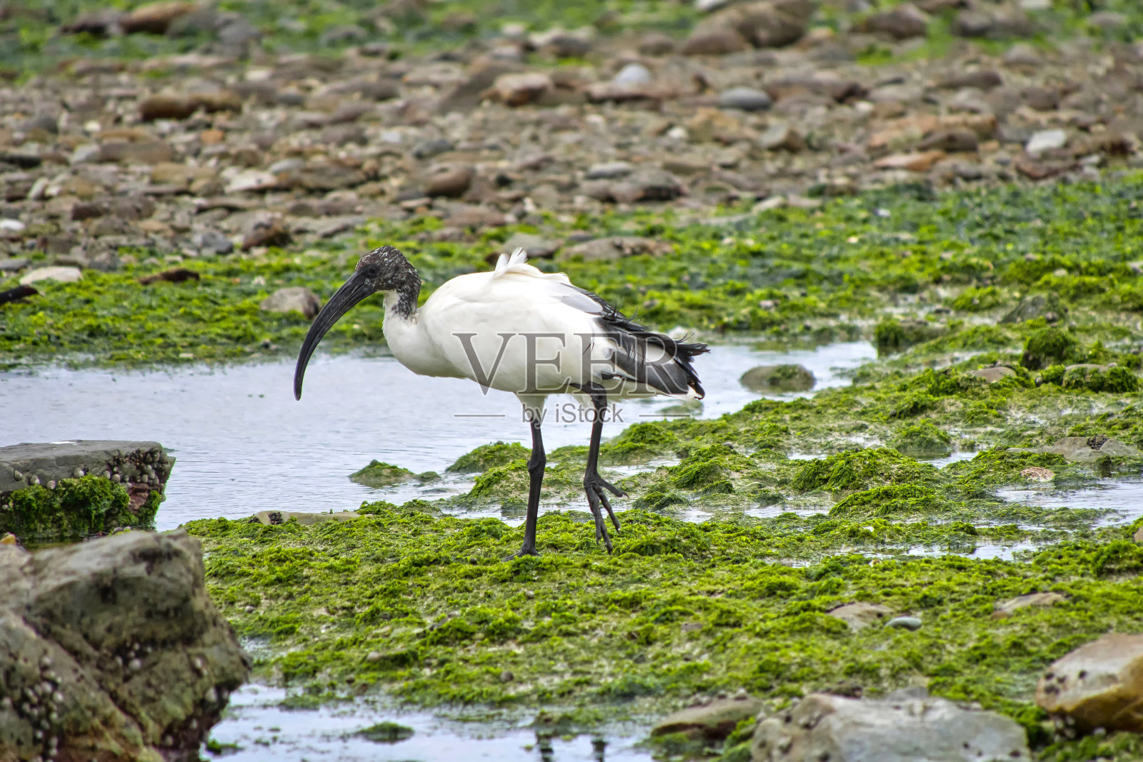 南非沃克湾自然保护区，非洲圣朱鹭照片摄影图片