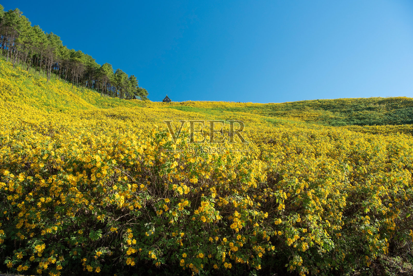 景观自然花童布童童照片摄影图片