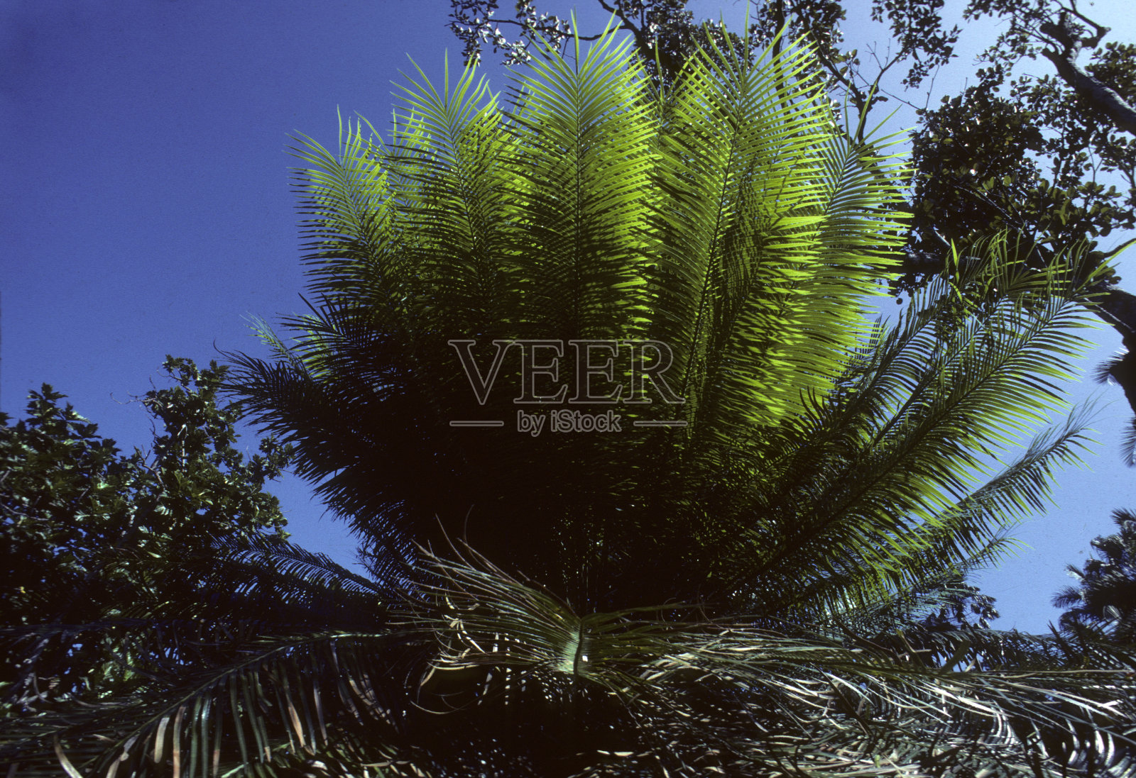 西米棕榈照片摄影图片