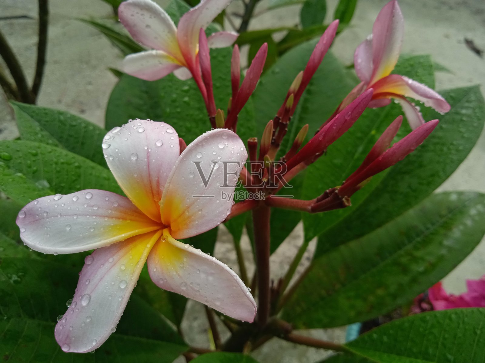 院子里开满了鸡蛋花照片摄影图片