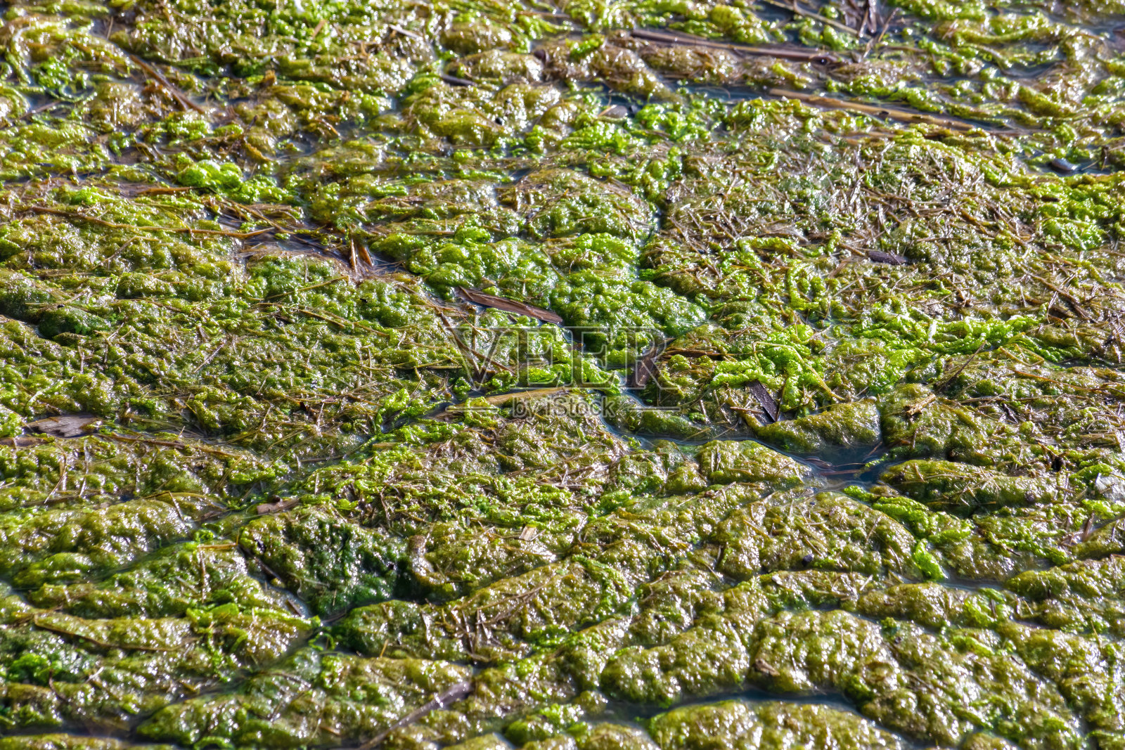 绿色的脏水照片摄影图片