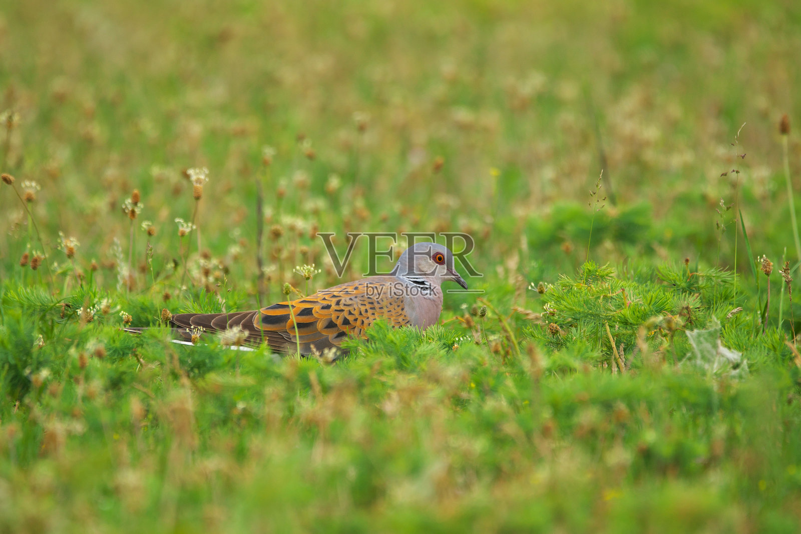 欧洲斑鸠-斑鸠属鸟类照片摄影图片