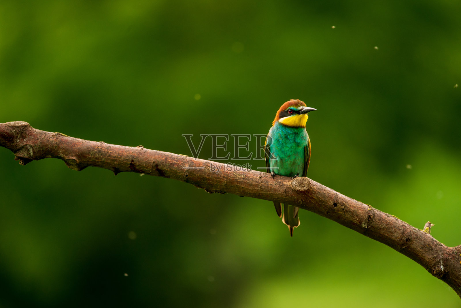 欧洲食蜂鸟-枝头蜂雀，异国情调的彩色候鸟照片摄影图片