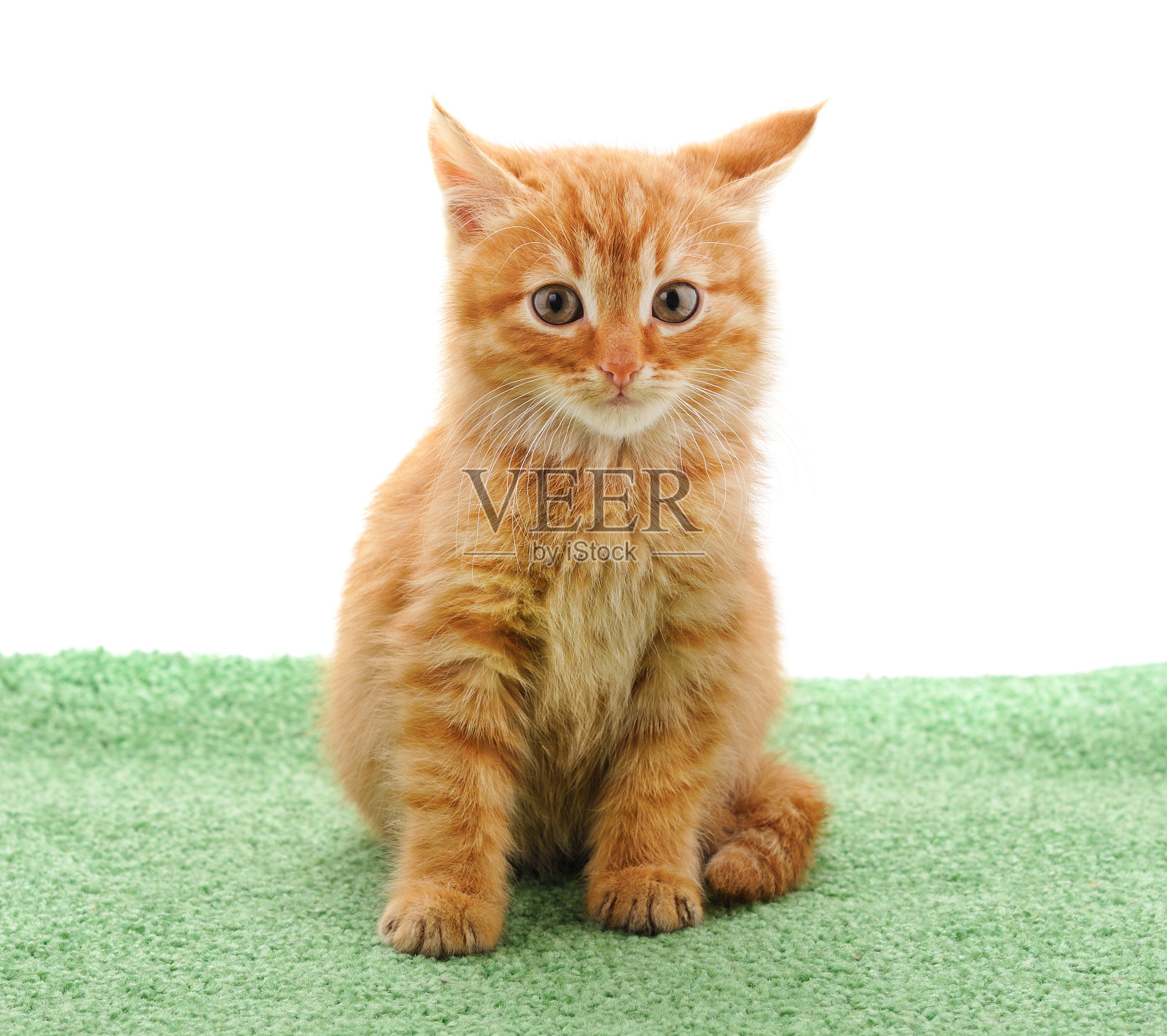 小红的小猫。照片摄影图片