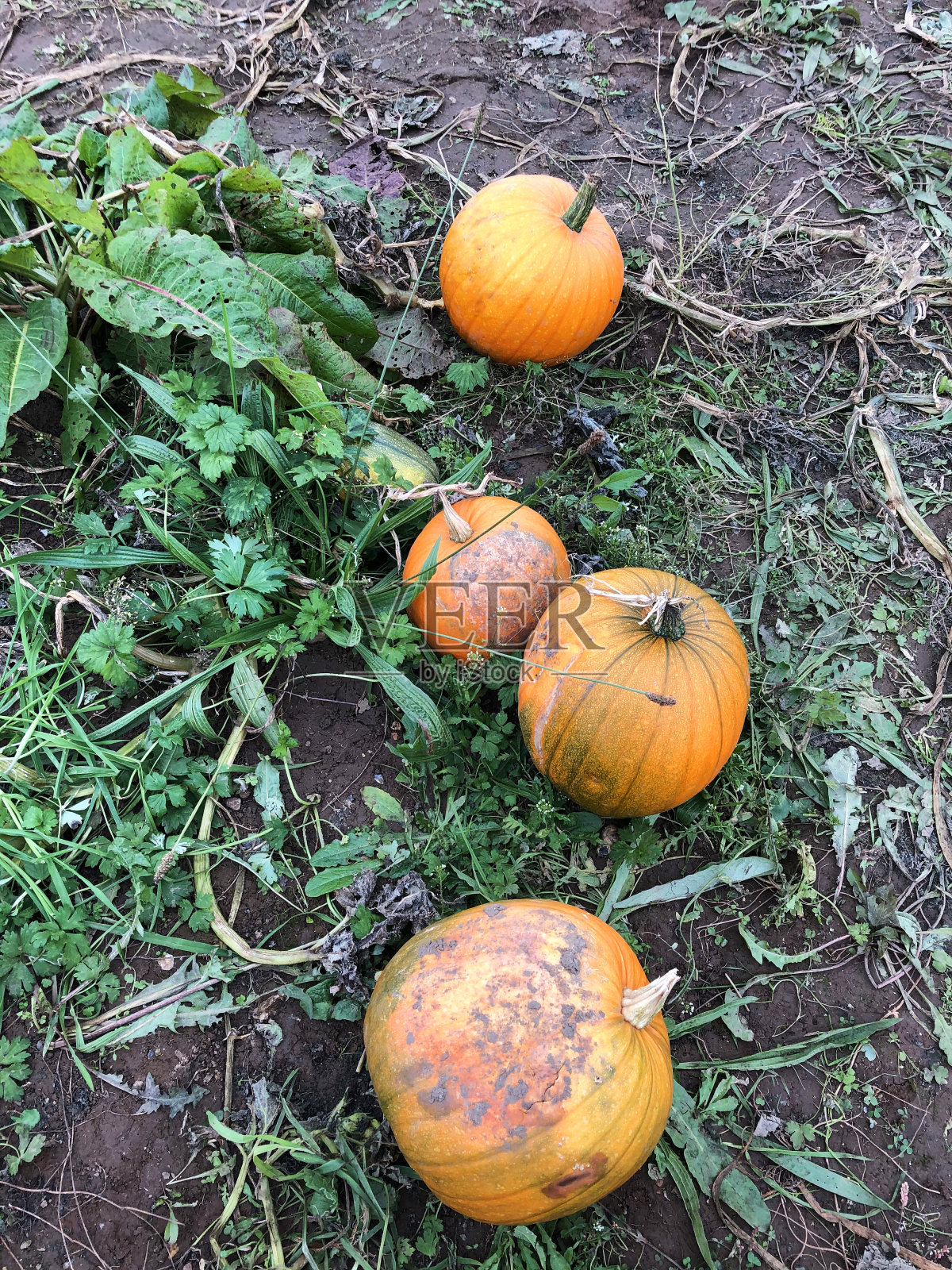 这是一片长着成熟橙色南瓜的南瓜田，准备在万圣节出售的景象照片摄影图片