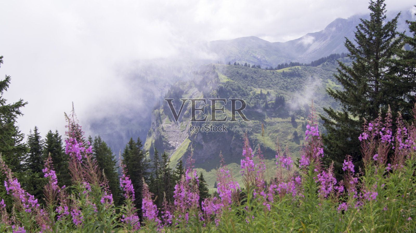 紫色的花在山在夏天照片摄影图片