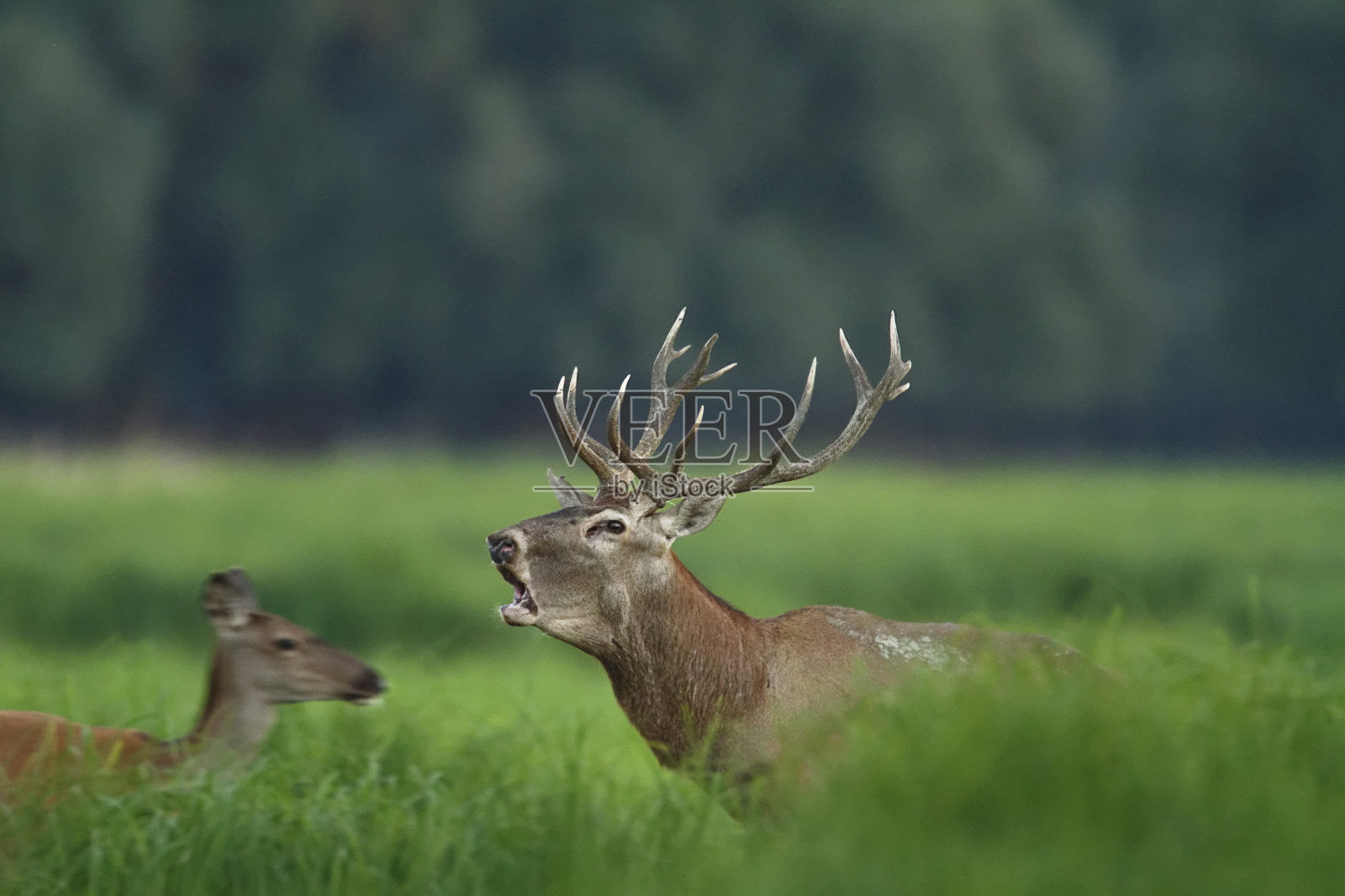 克罗地亚科帕奇里特的鹿在咆哮照片摄影图片