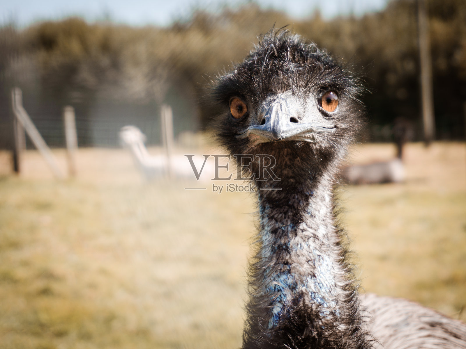 鸸鹋照片摄影图片