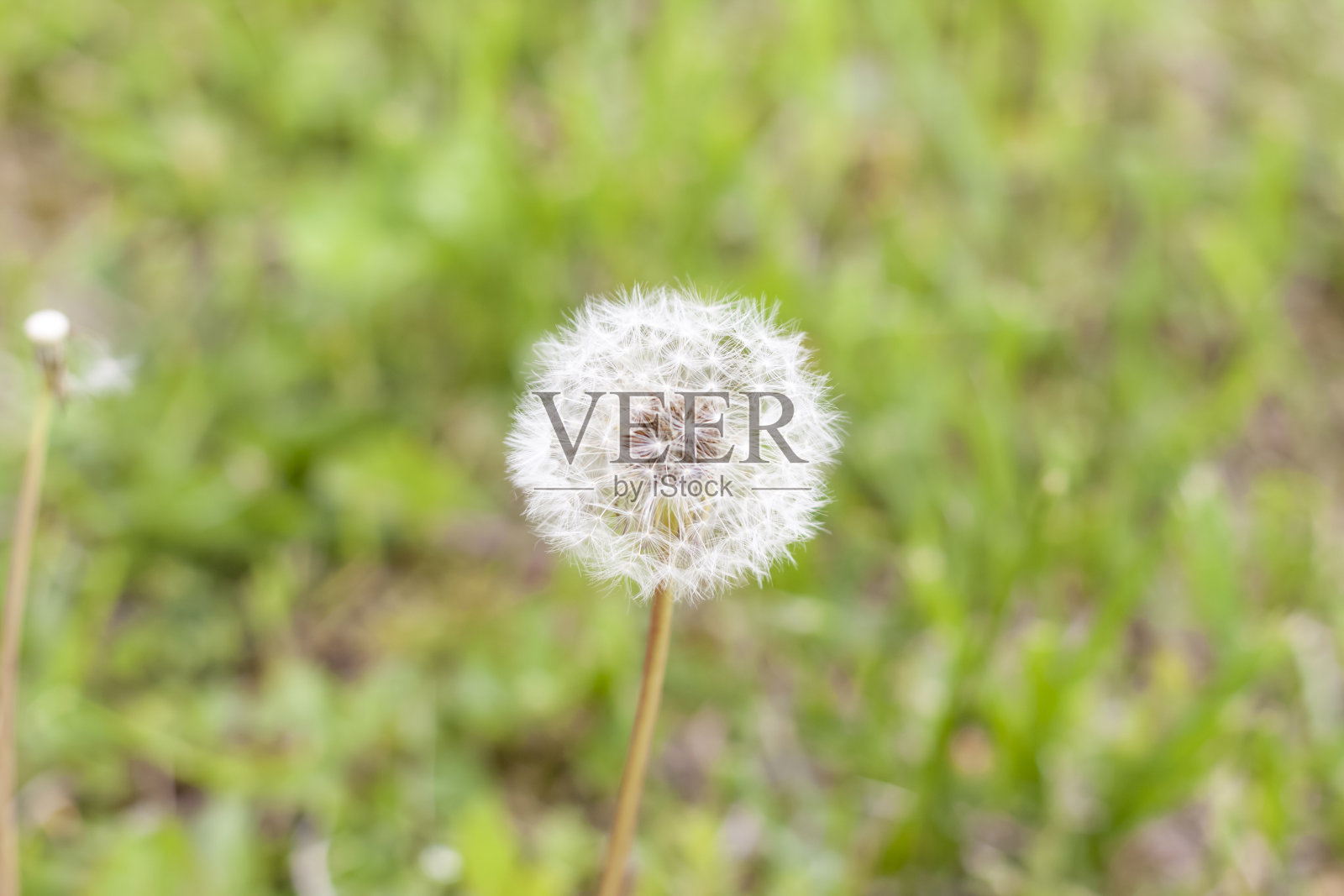 绿色的草地上有白色的蒲公英。照片摄影图片