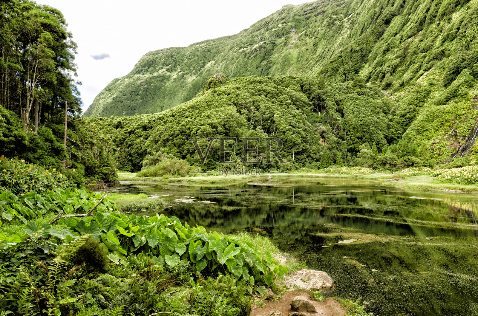 Ribeira do Ferreiro Well(花卉-亚速尔)照片摄影图片