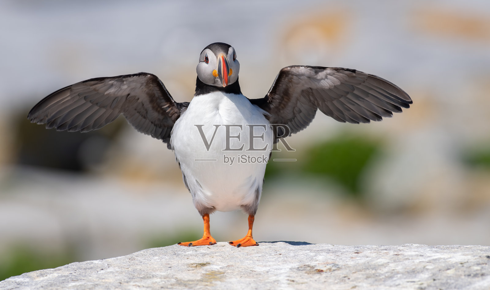 大西洋海雀照片摄影图片