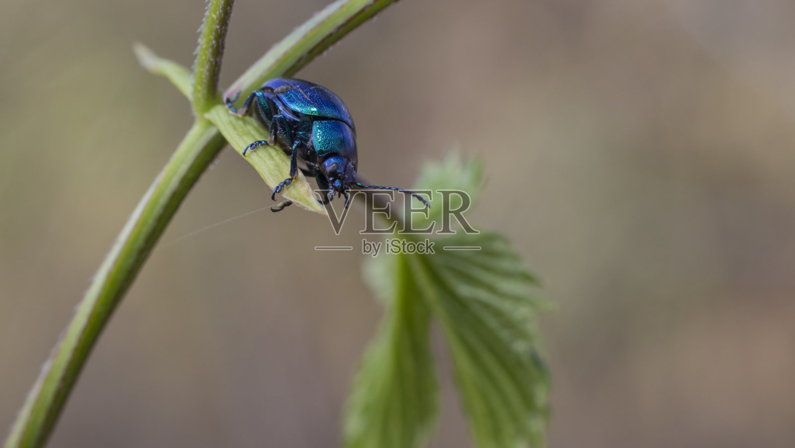 来自大自然的蓝虫照片摄影图片