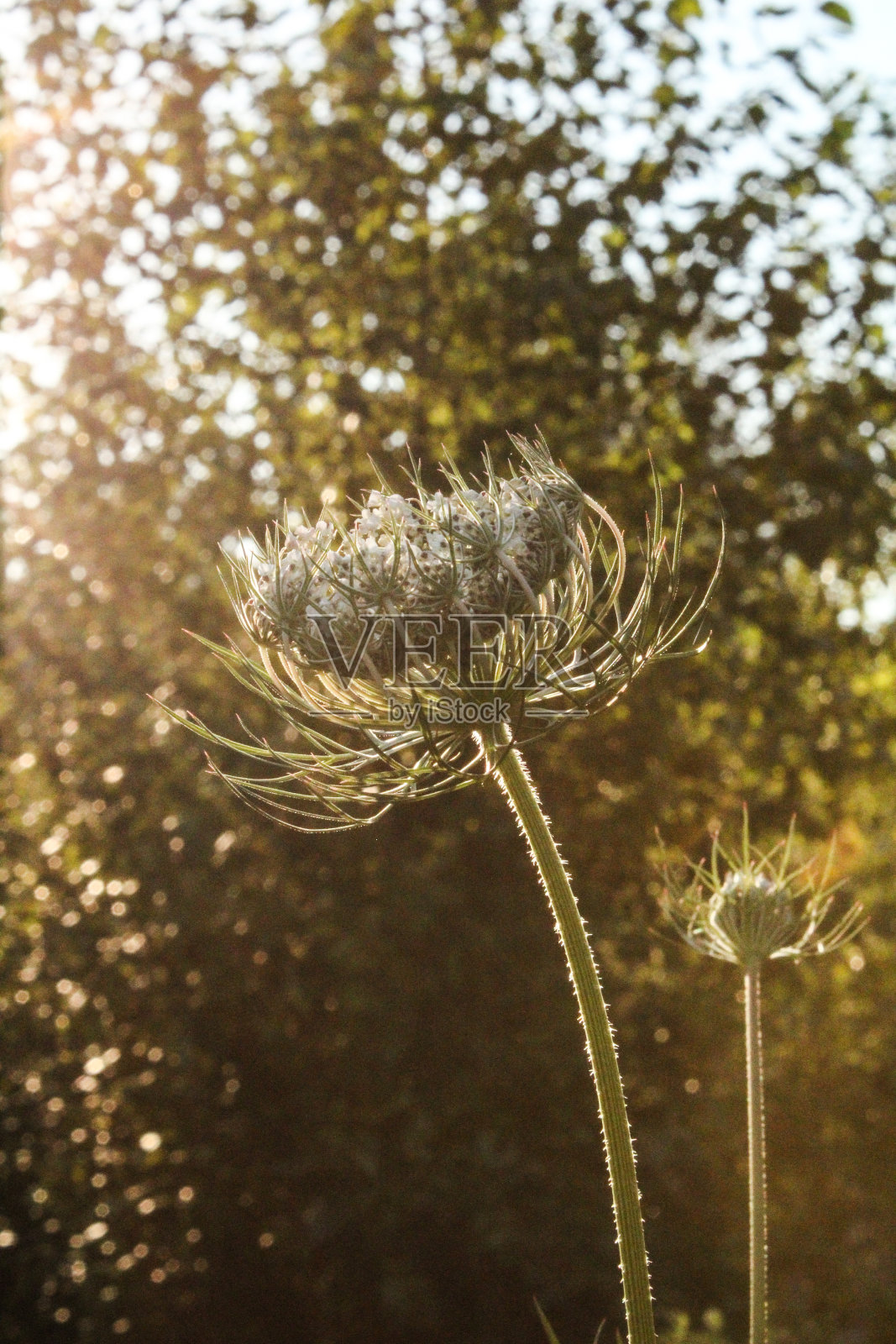 安妮女王的蕾丝花朵照片摄影图片