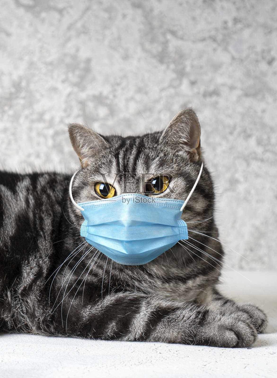 带着医用面具的猫隔离猫的概念。完整的病毒防护理念。垂直的背景。照片摄影图片