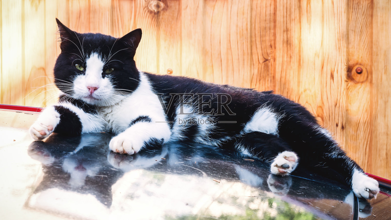 一只黑白相间的杂种猫躺在木栅栏后面光滑的汽车表面上照片摄影图片