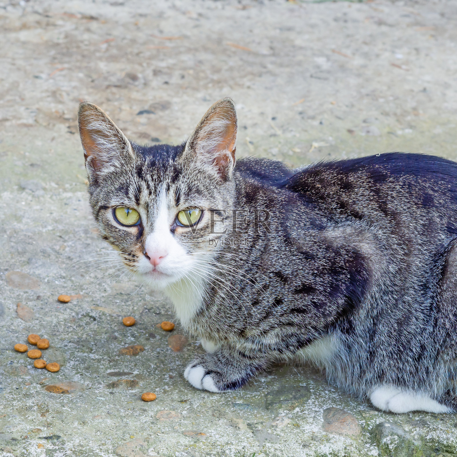 一只灰条纹绿眼睛的猫的肖像坐在沥青上，旁边是几块干粮照片摄影图片