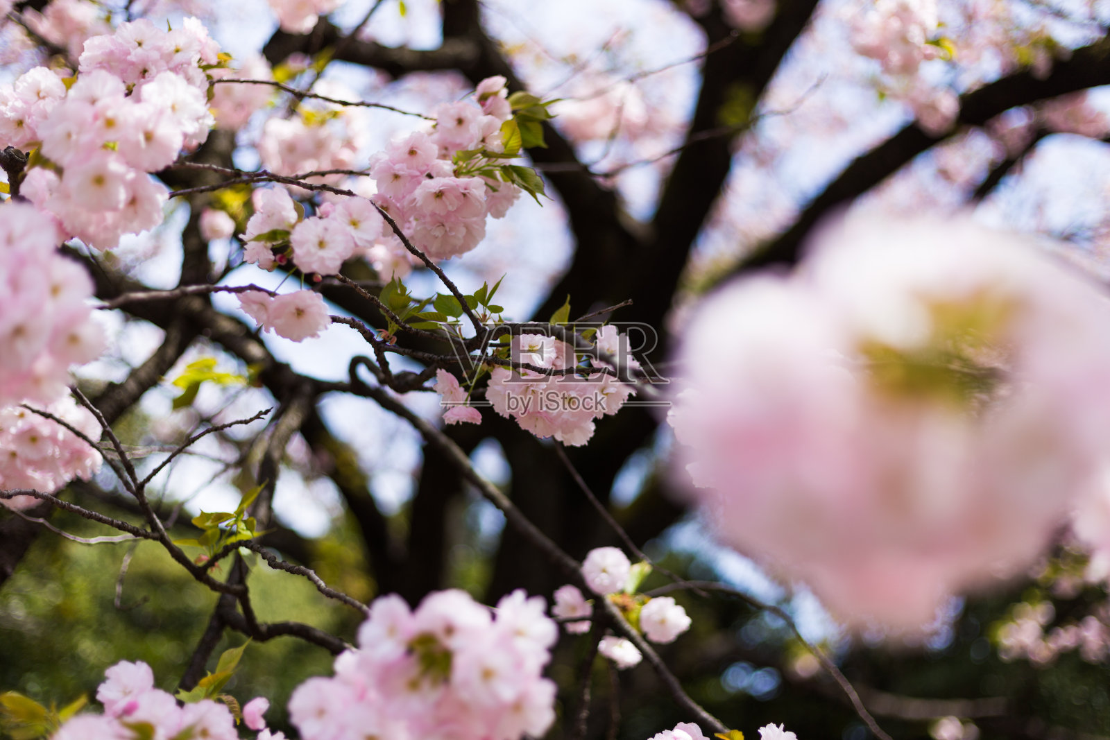 日本樱花照片摄影图片
