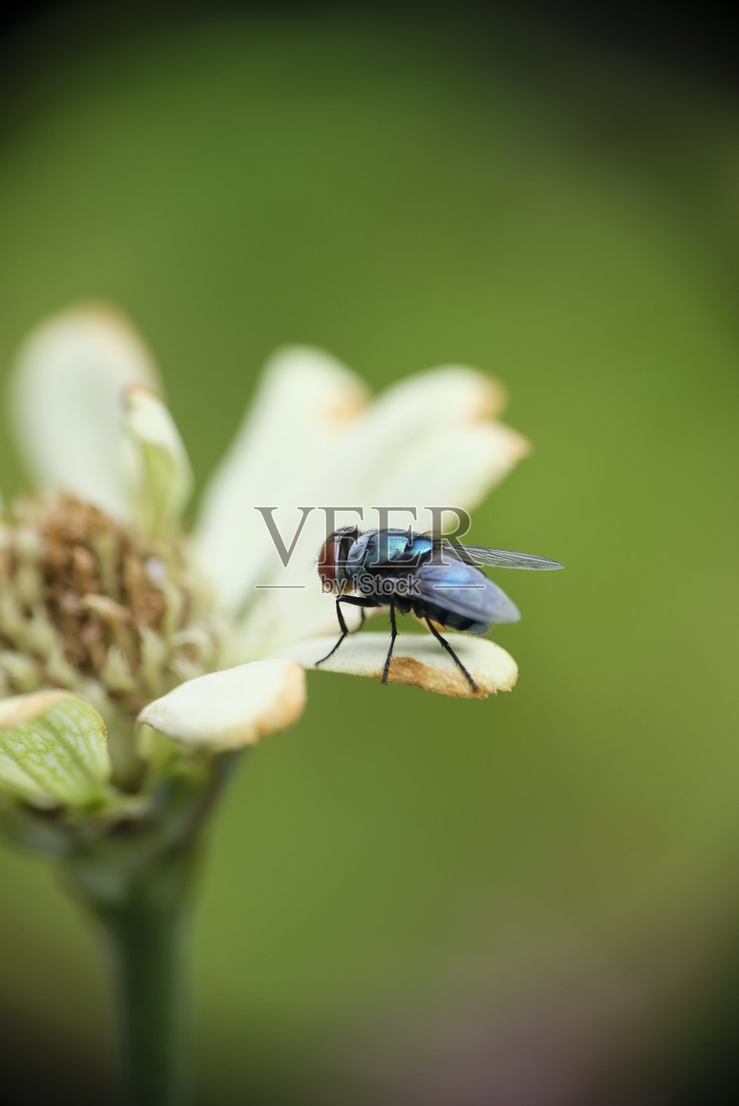 近距离照片上的苍蝇在百日草花在家花园。特写照片的白色百日草花在花园里。照片摄影图片