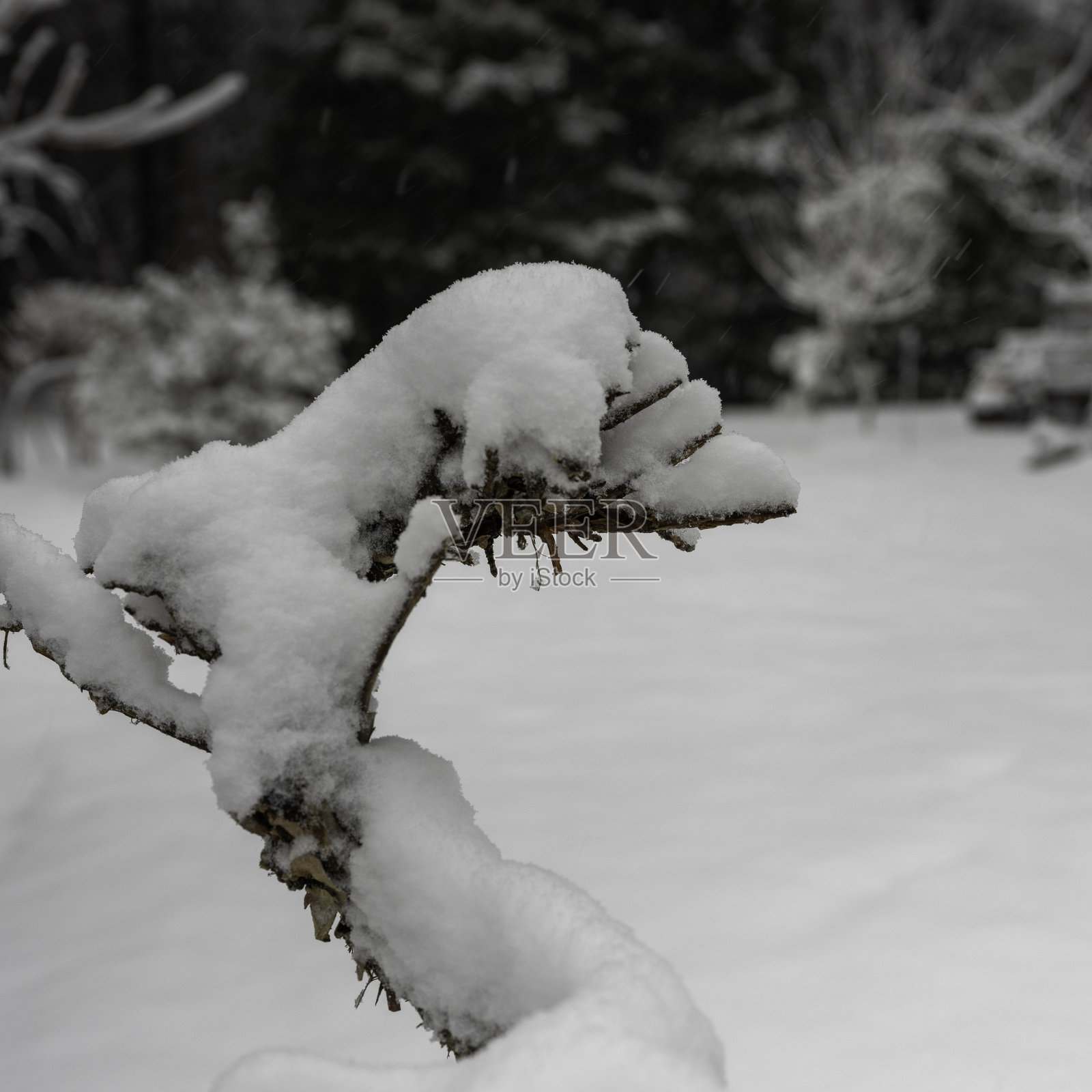 雪在海角藤枝照片摄影图片