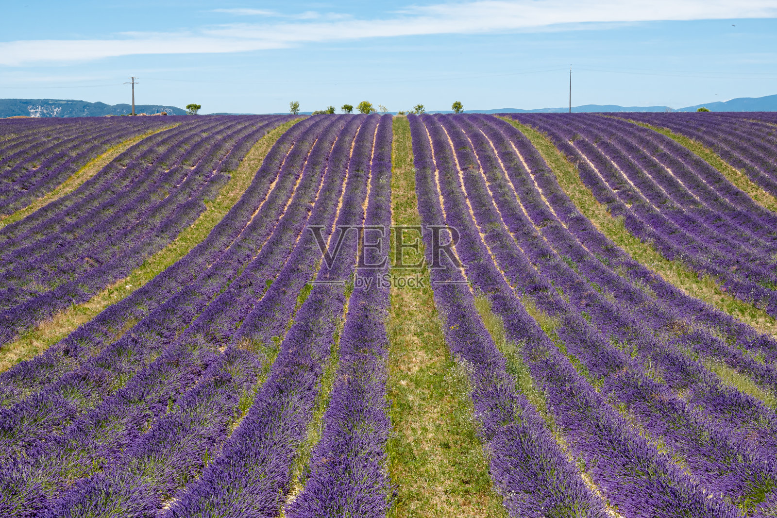 法国普罗旺斯的薰衣草田照片摄影图片