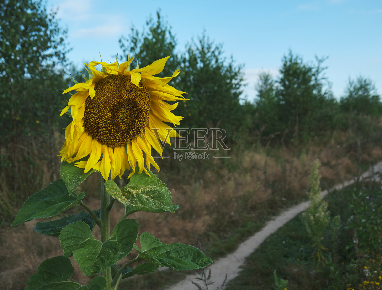 向日葵和道路照片摄影图片