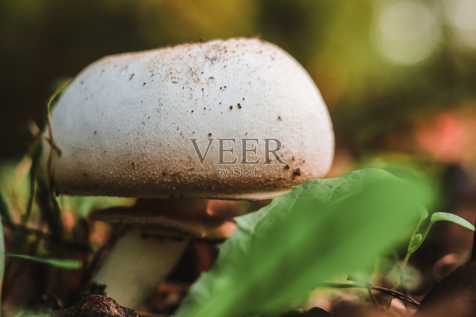 秋天在森林里生长的一株香槟照片摄影图片