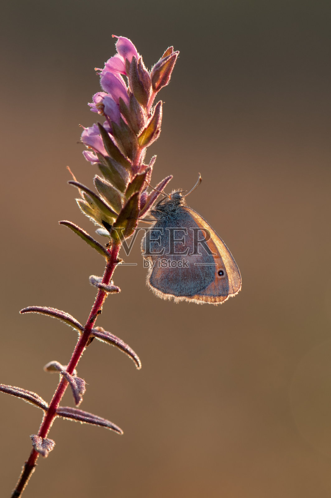 夏日里，一种名叫Coenonympha pamphilus的蝴蝶坐在花园里的野地花上照片摄影图片